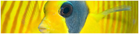 small50_underwater.jpg