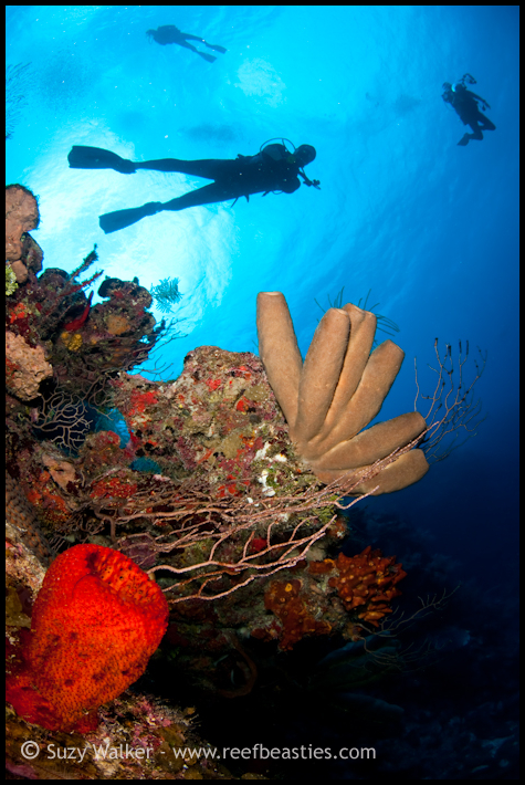 3 divers and a red sponge