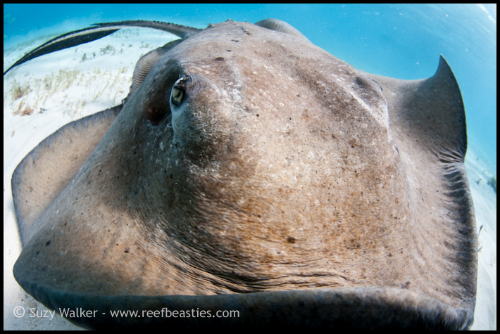 Ray closeup