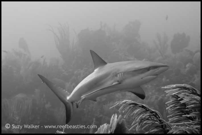 Reef shark b/w