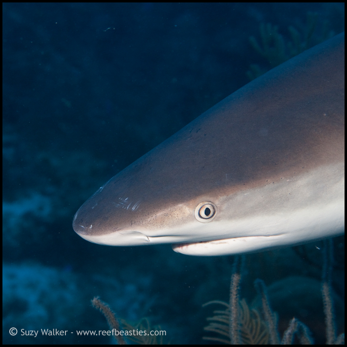 Reef shark head shot