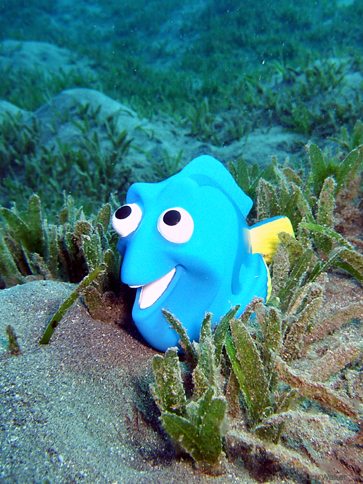 Dory