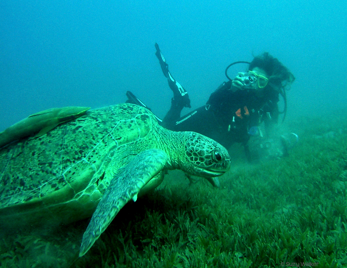 Turtle and diver