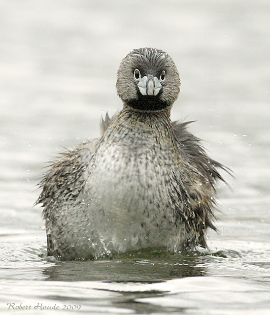 Grbe  bec bigarr -- _E0K2475 -- Pied-billed Grebe