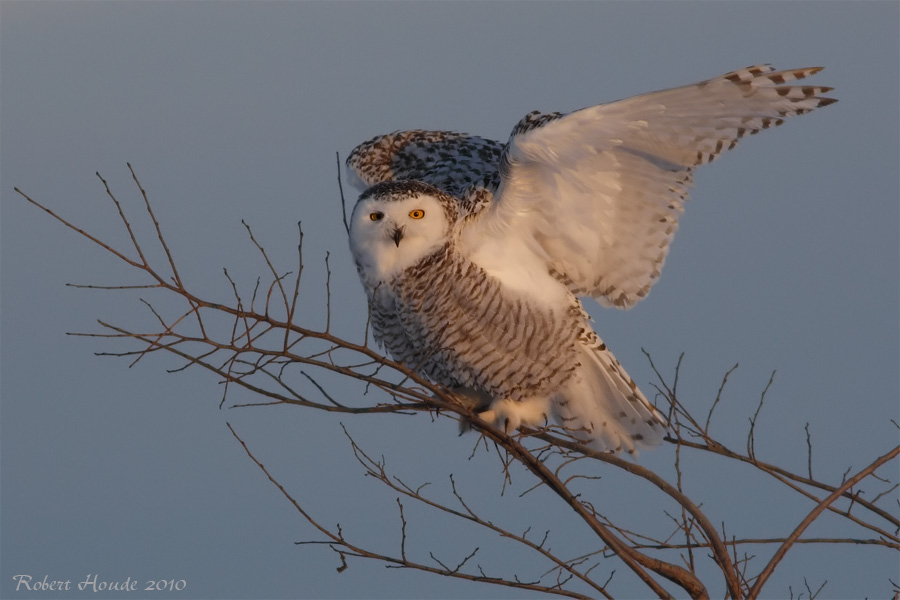 Harfang des neiges -- _E0K3498 -- Snowy Owl