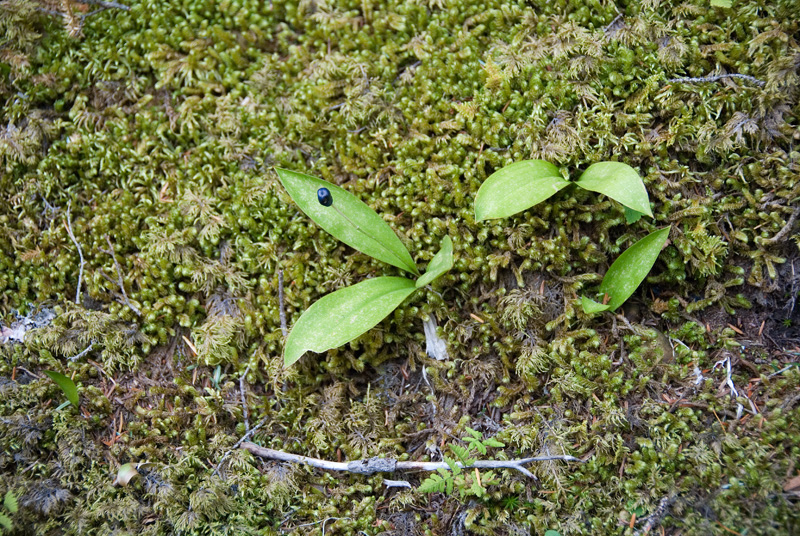 Moss plants