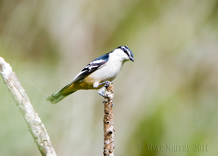 Varied Triller (Lalage leucomela)