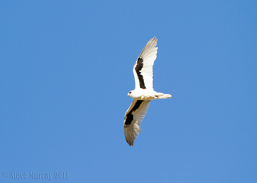 Letter-winged Kite (Elanus scriptus)