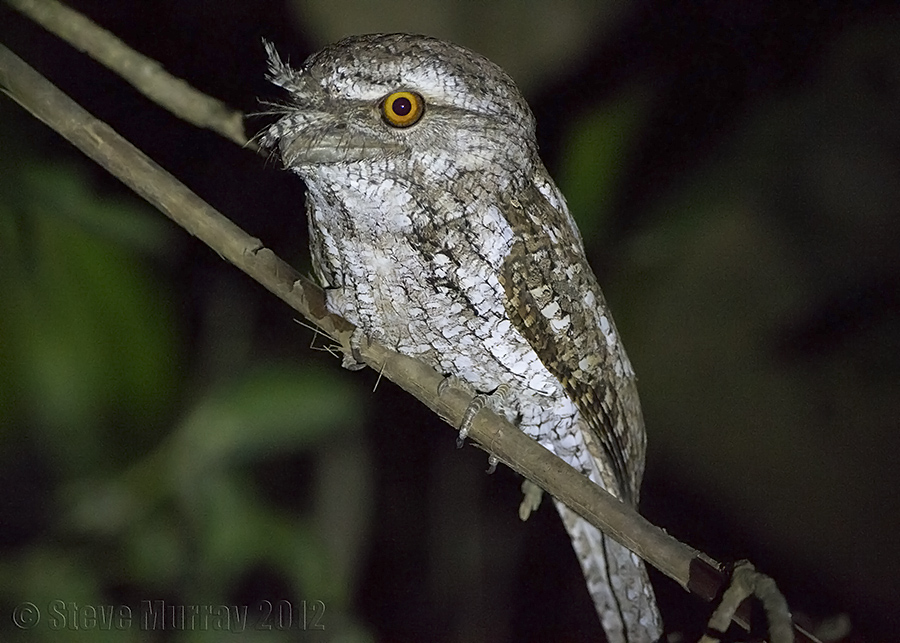 Marbled Frogmouth (Podargus ocellatus marmoratus)