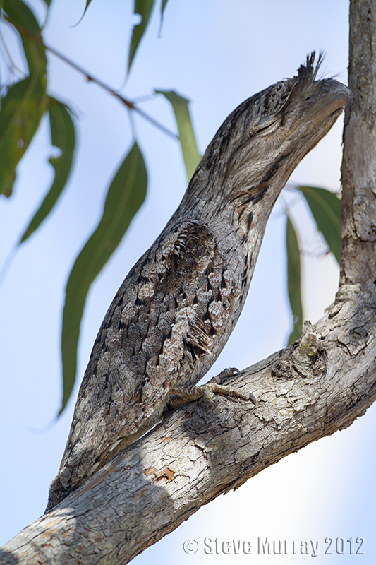 Tawny Frogmouth (Podargus strigoides phalaenoides)