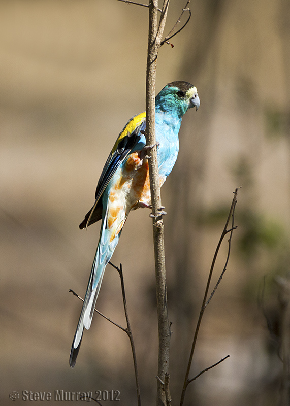 Golden-shouldered Parrot (Psephotus chrysopterygius)
