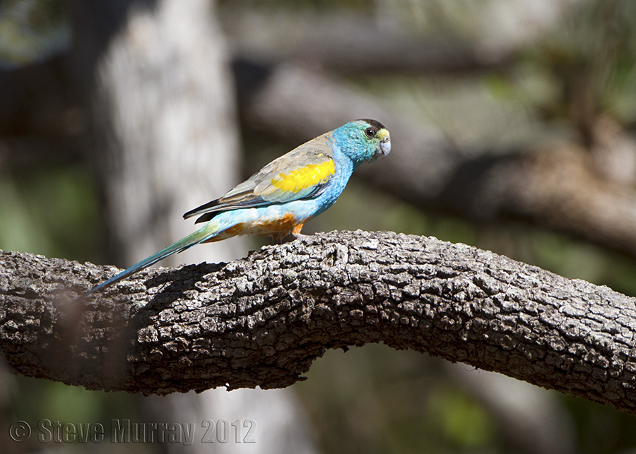 Golden-shouldered Parrot (Psephotus chrysopterygius)