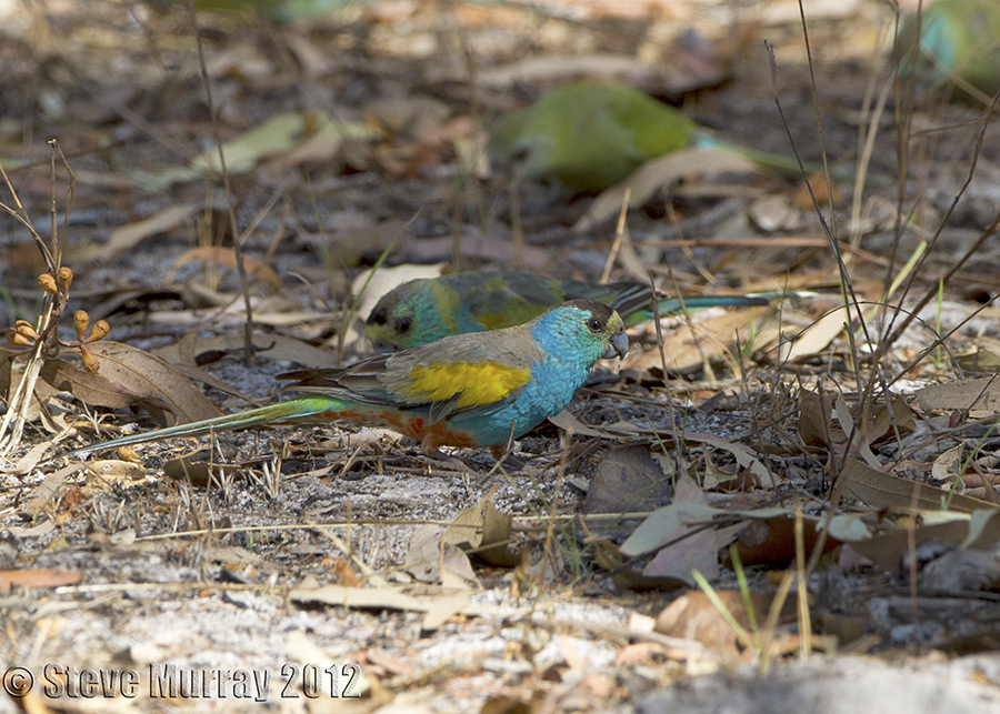 Golden-shouldered Parrot (Psephotus chrysopterygius)