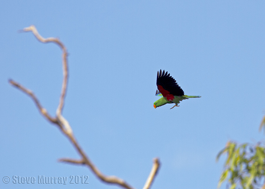 Papuan Eclectus (Eclectus polychloros macgillivrayi)