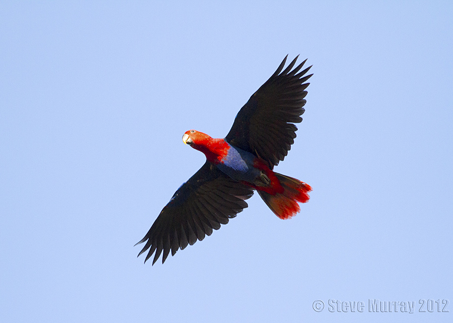 Papuan Eclectus (Eclectus polychloros macgillivrayi)
