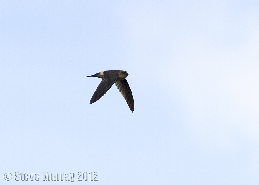 Australian Swiftlet (Aerodramus terrareginae)