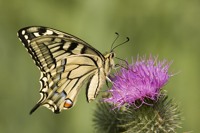          Common Swallowtail  -Koninginnepage