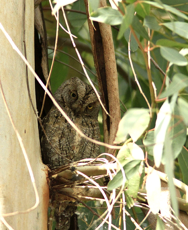 Eurasian Scops Owl-Dwergooruil