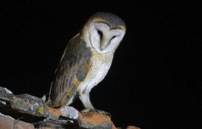 Barn Owl-Kerkuil
