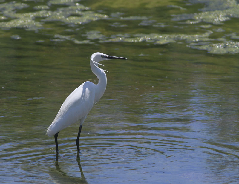 Little Egret-Kleine Zilverreiger