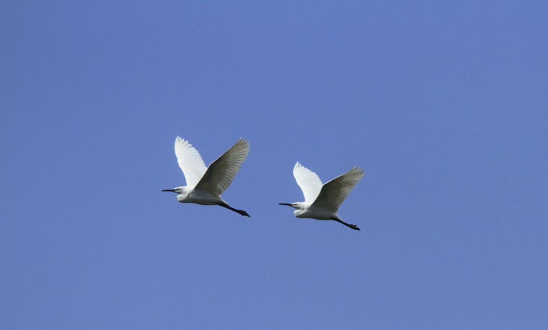 Little Egret-Kleine Zilverrreiger