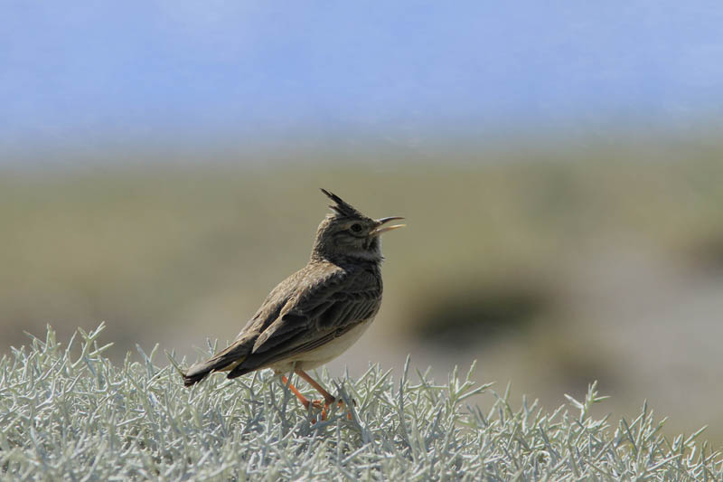 Crested Lark-Kuifleeuwerik