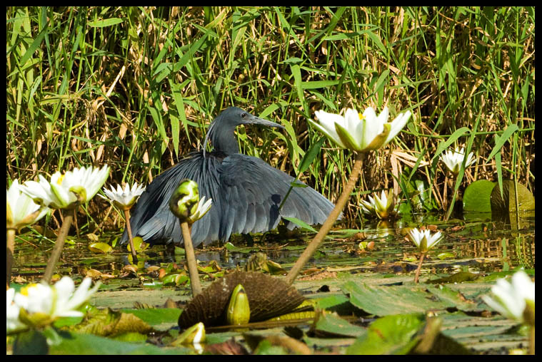 Black Egret.jpg