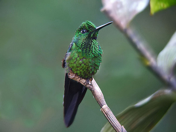 Green - crowned Brilliant.