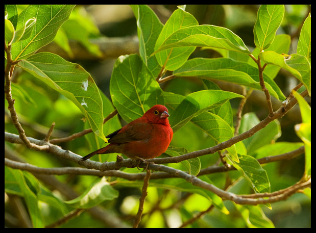 Red billed Firefinch-Vuurvinkje