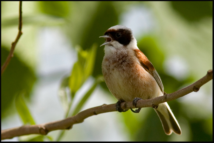   Penduline Tit-Buidelmees