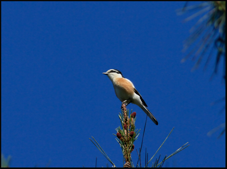 Masked Shrike-Maskerklauwier