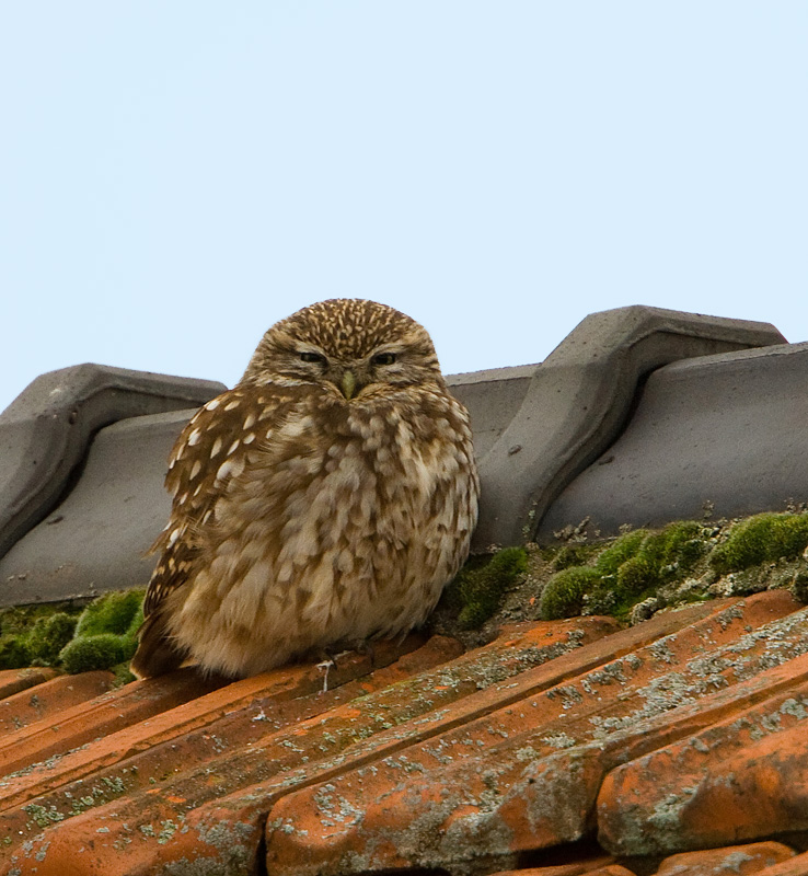 Little Owl  - Steenuil -  Athene vidalii