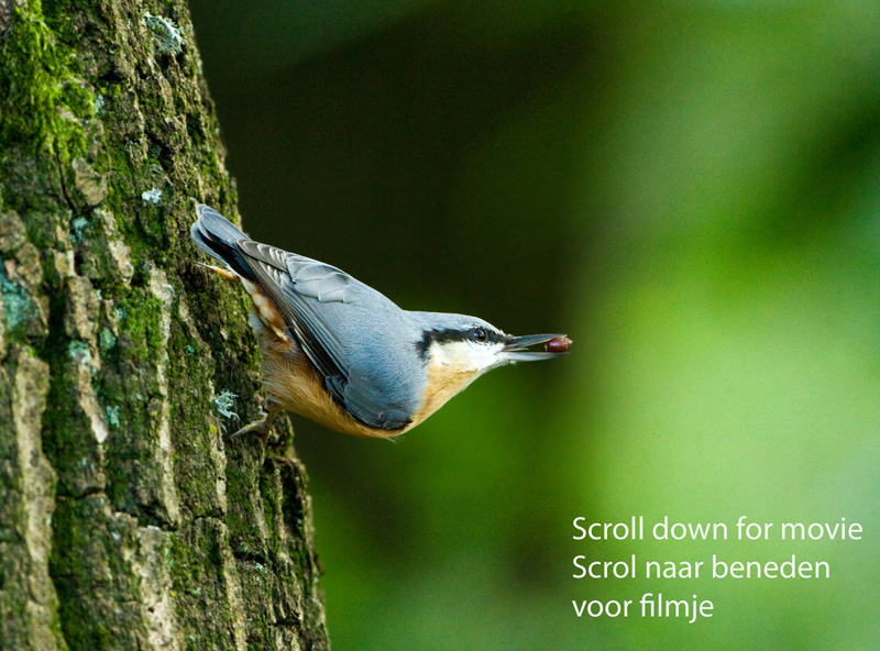 Boomklever - Nuthatch  _MG_3325 