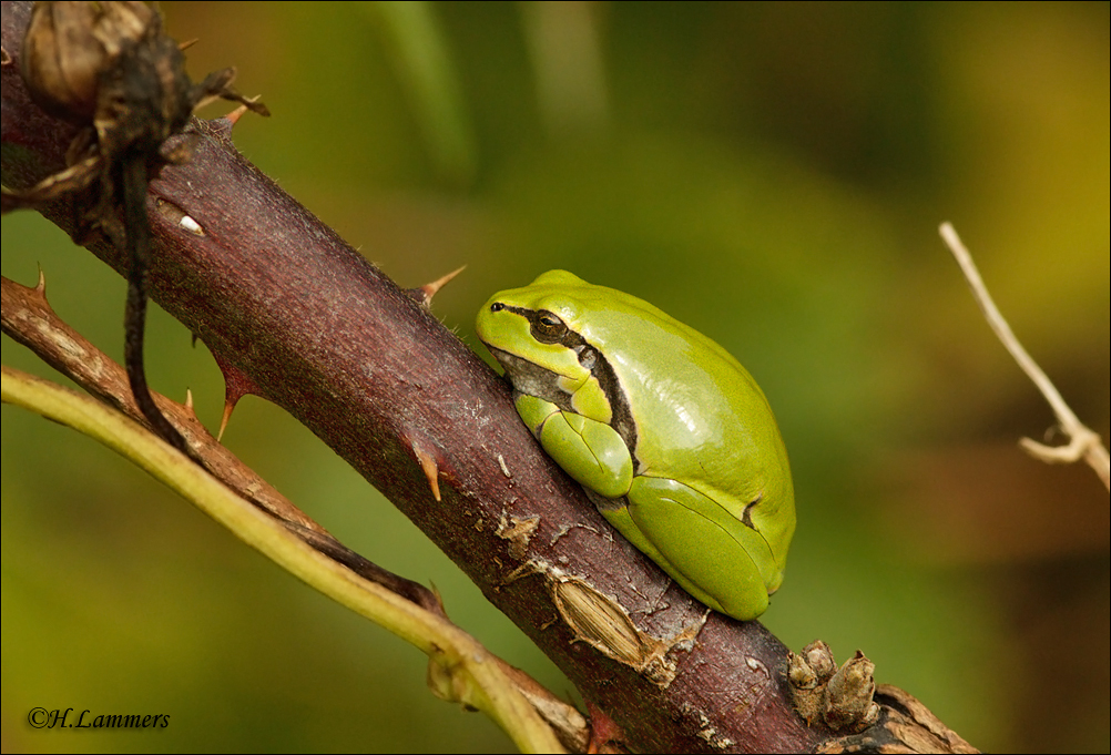 European Tree Frog - Boomkikker_P4B9229.