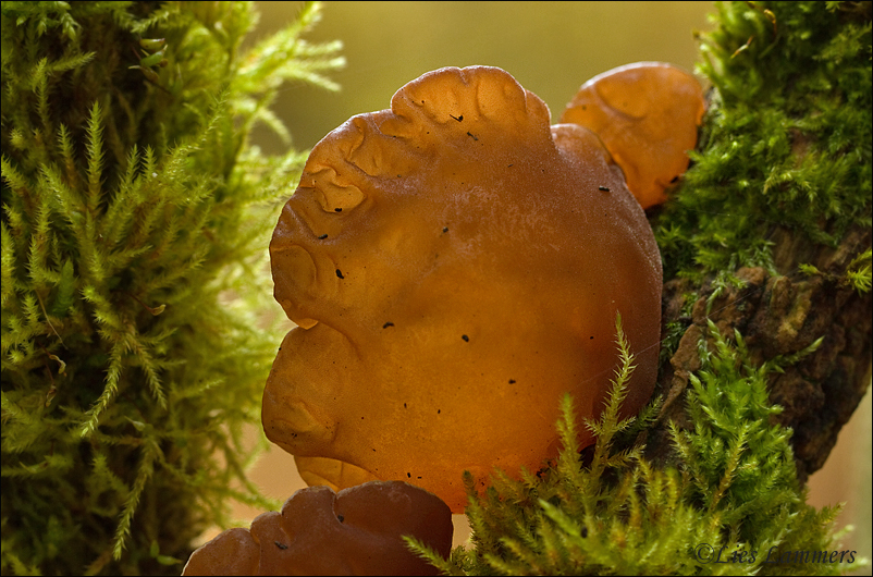 Jelly Ear - Echt Judasoor_MG_1539 