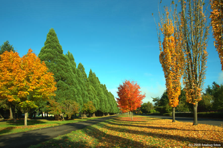 Fall Colors in Springfield