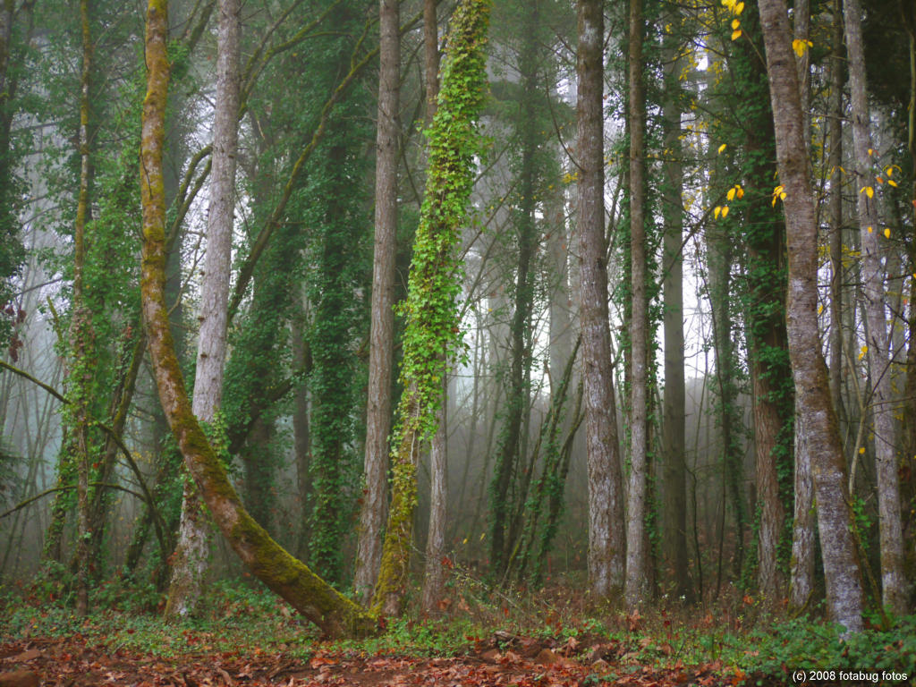 Forest soon to be gone