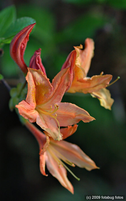 D70-050109_051.jpg