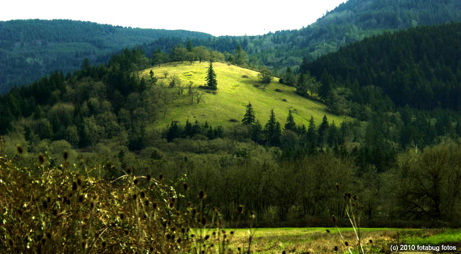 How Green Grows The Meadow