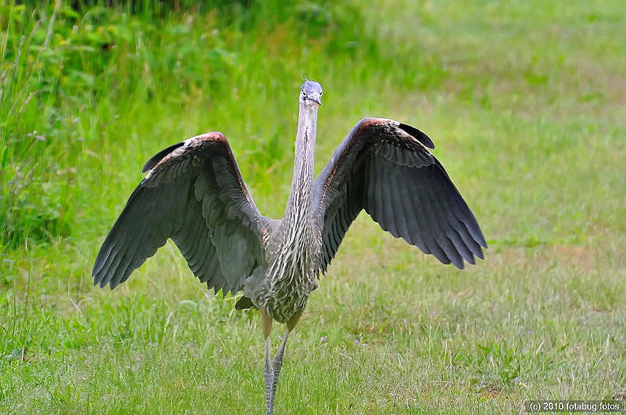 The Flasher