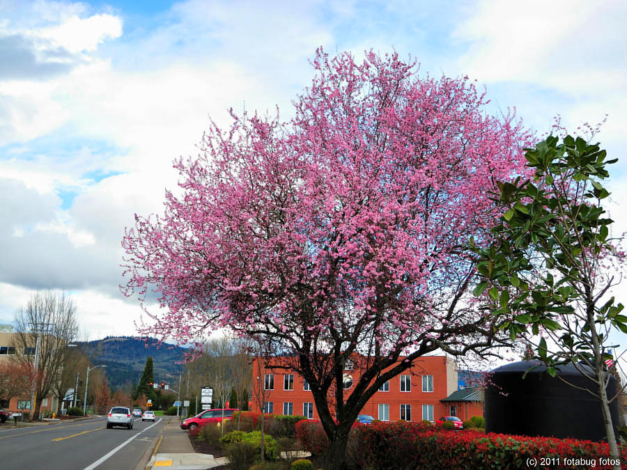 P7000-031911-003.jpg