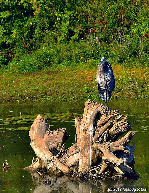 Blue Heron the Great on His Throne