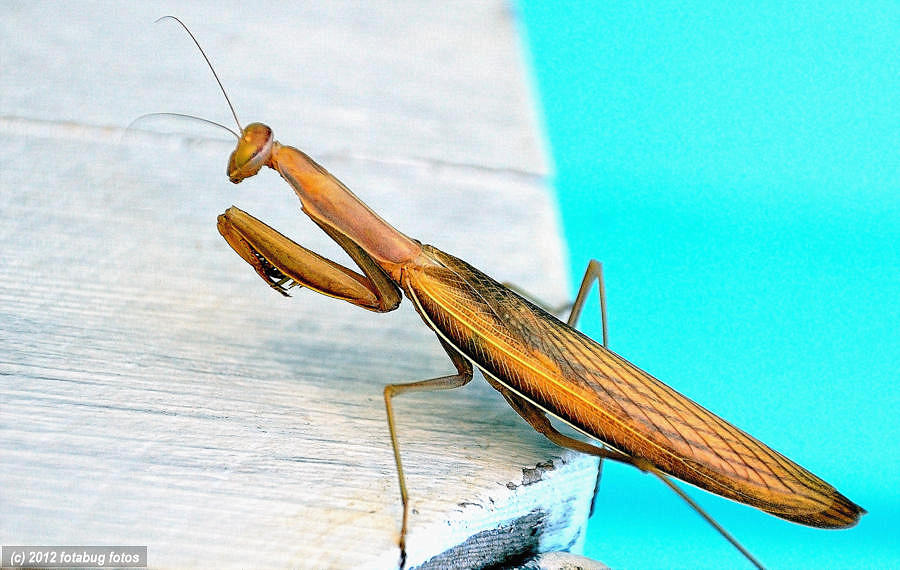 Praying Mantis