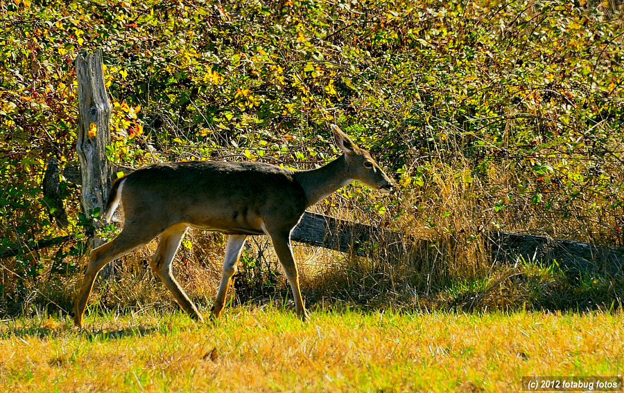 Oh Deer Me!