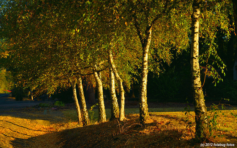 Trees Bathing in Morning Light