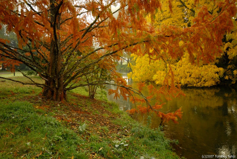 Dawn Redwood, native to China