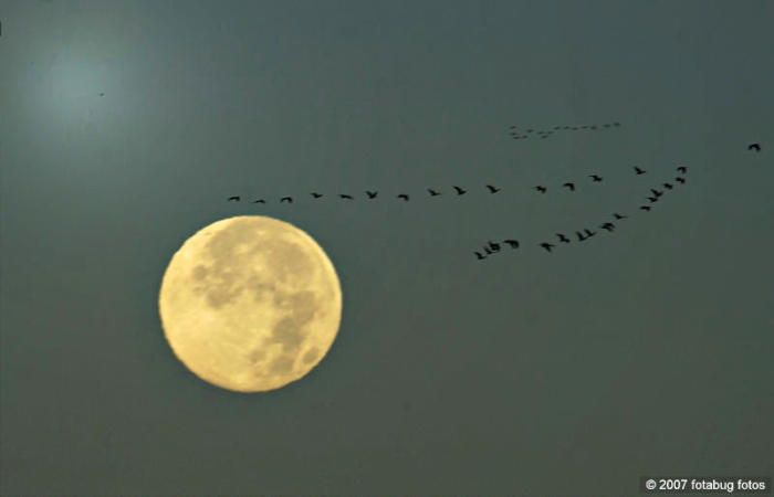 Geese and hunters moon