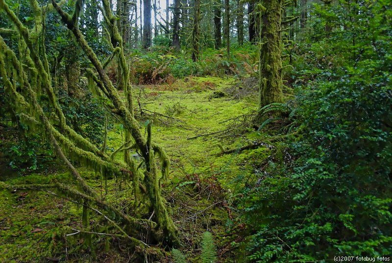 Coastal Forest