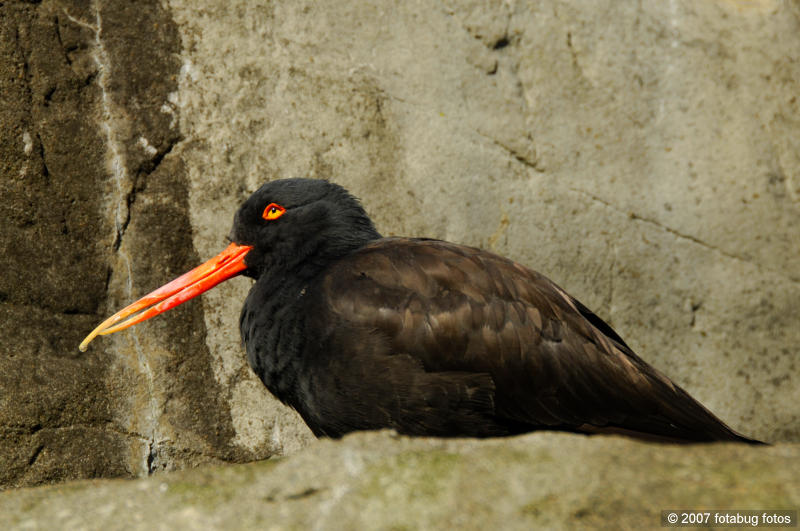 Oyster Catcher