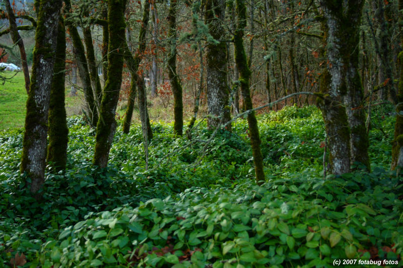 Lush Green